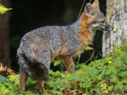 Renard gris d&#039;Amérique